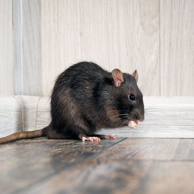 Rat