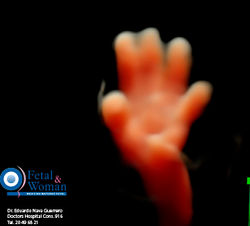 ANATOPMICO6_8 copia.jpg