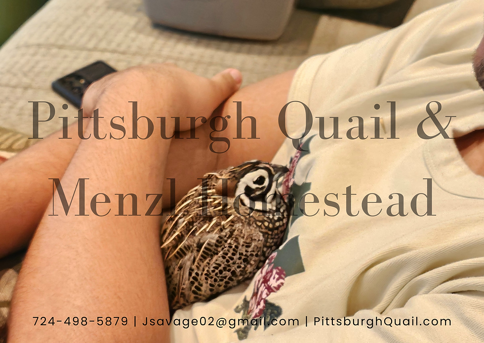 Mearns/Montezuma Quail Pairs