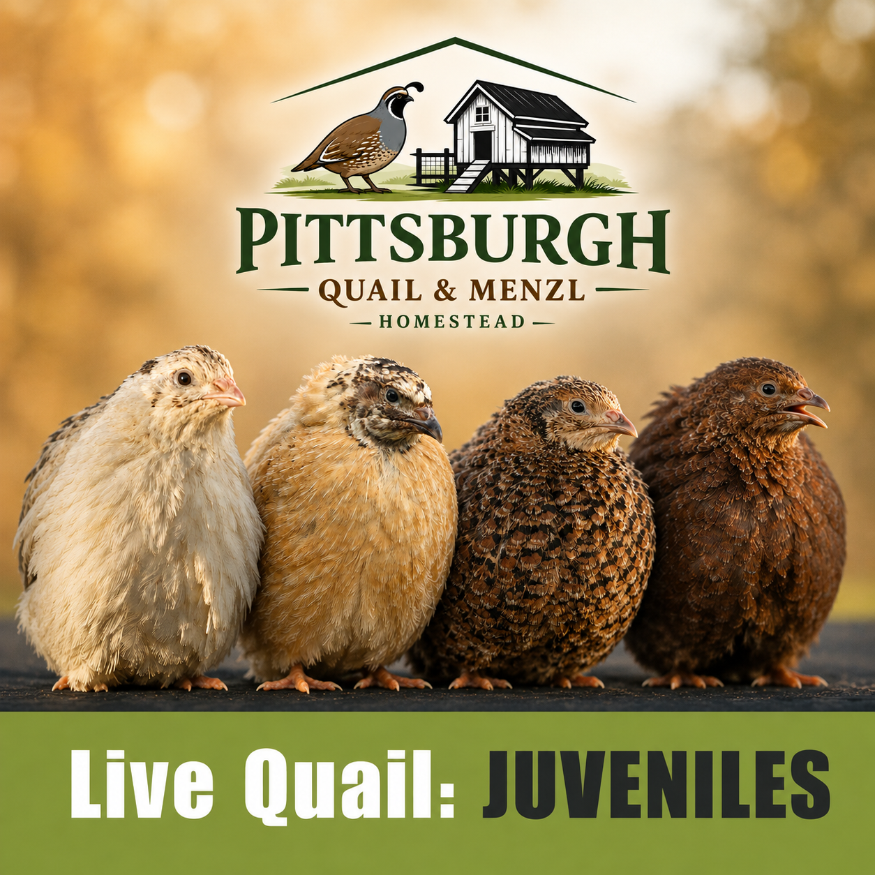 Live Quail - Juveniles (3 Wks)