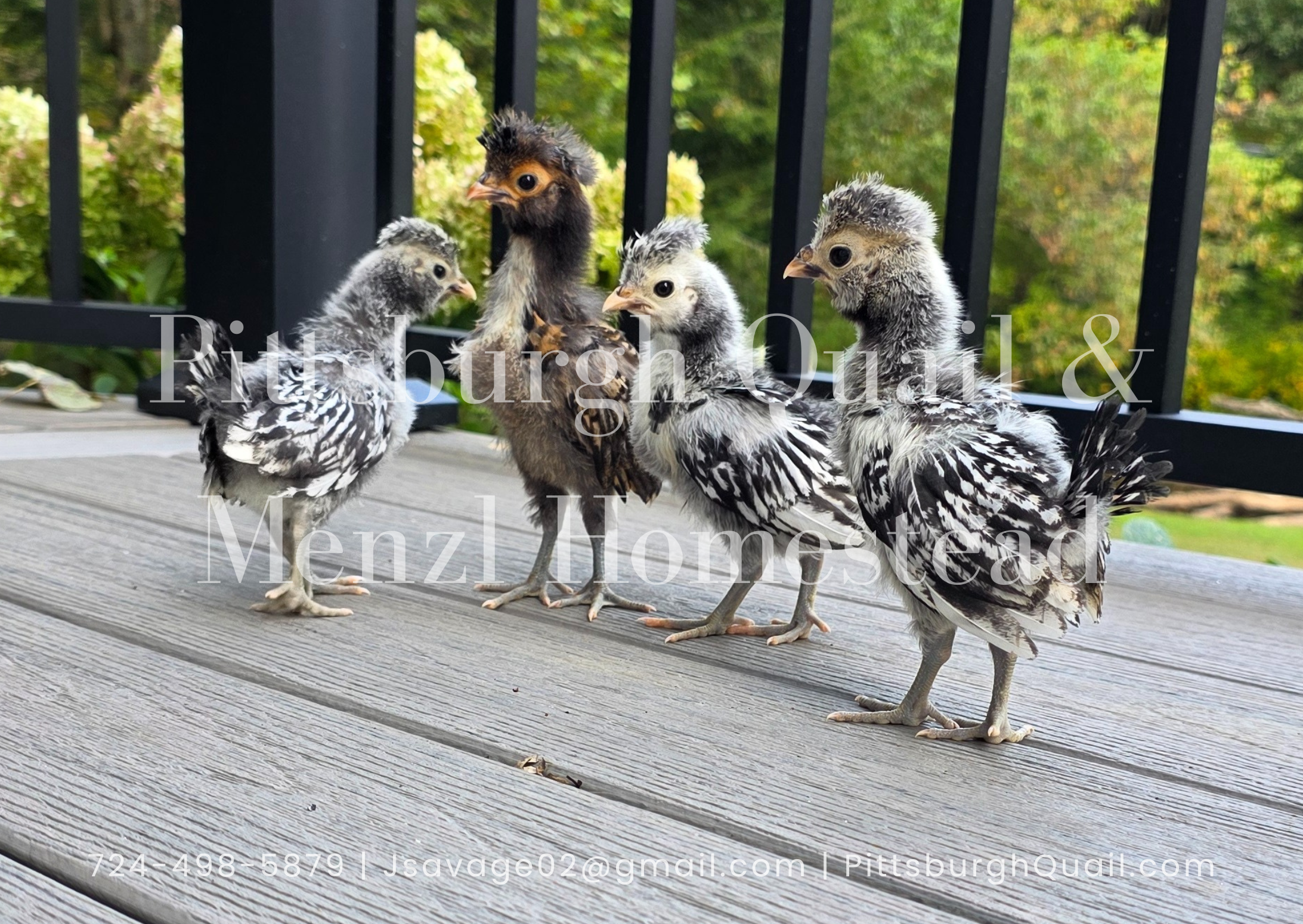 Silver Laced Buffed Polish Mix Hatching Eggs