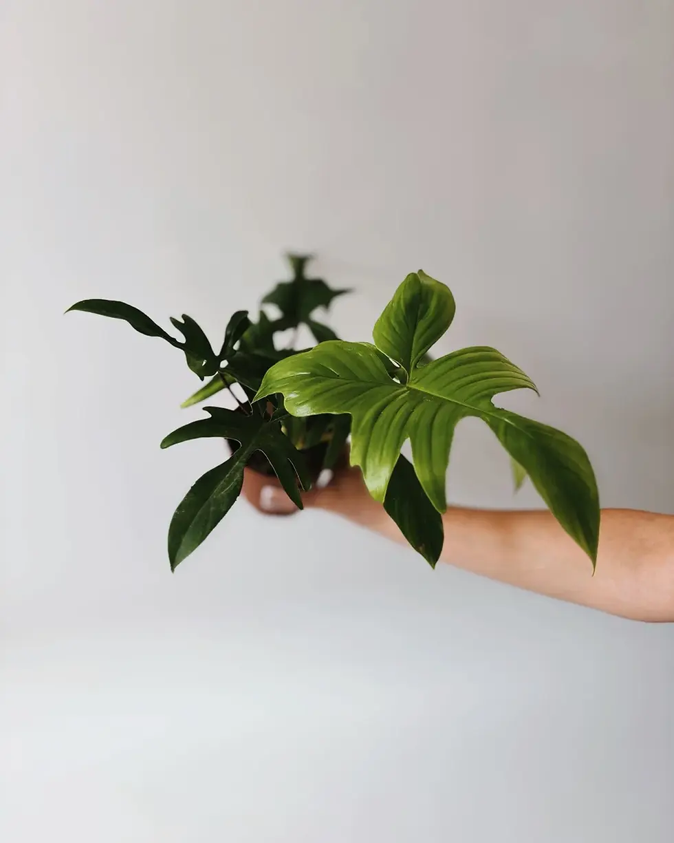 Miniatura: philodendron florida green średnica 12 cm
