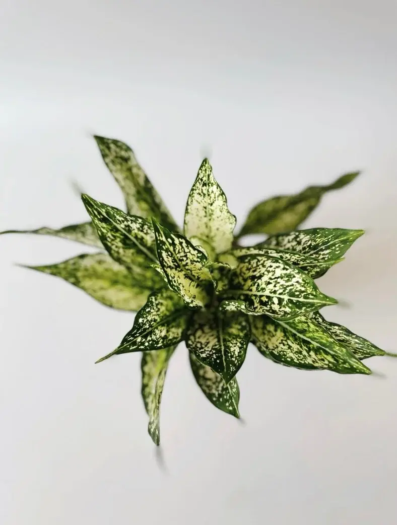 aglaonema white star