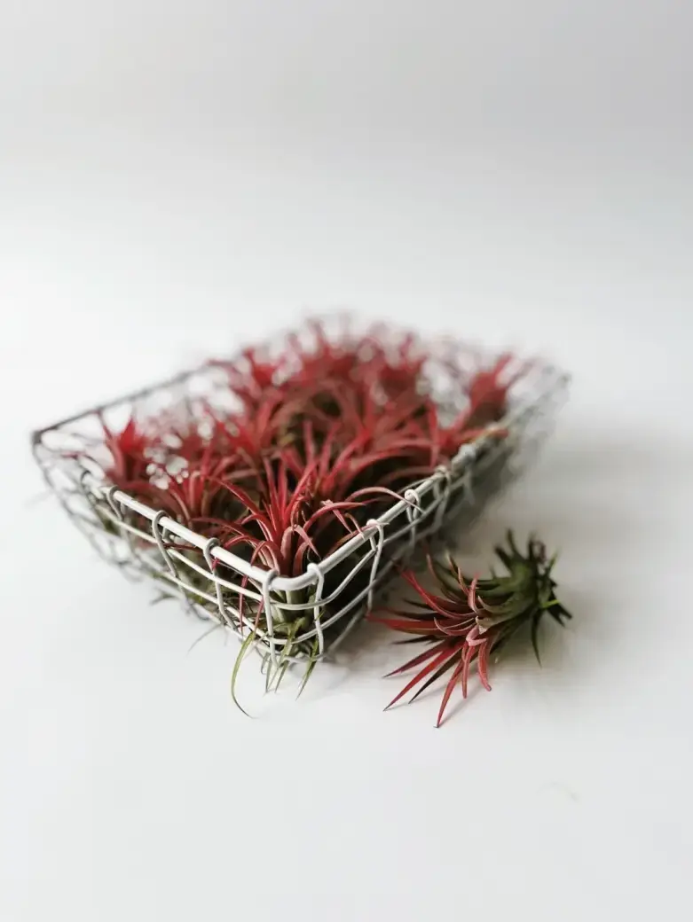 oplątwa ionantha red