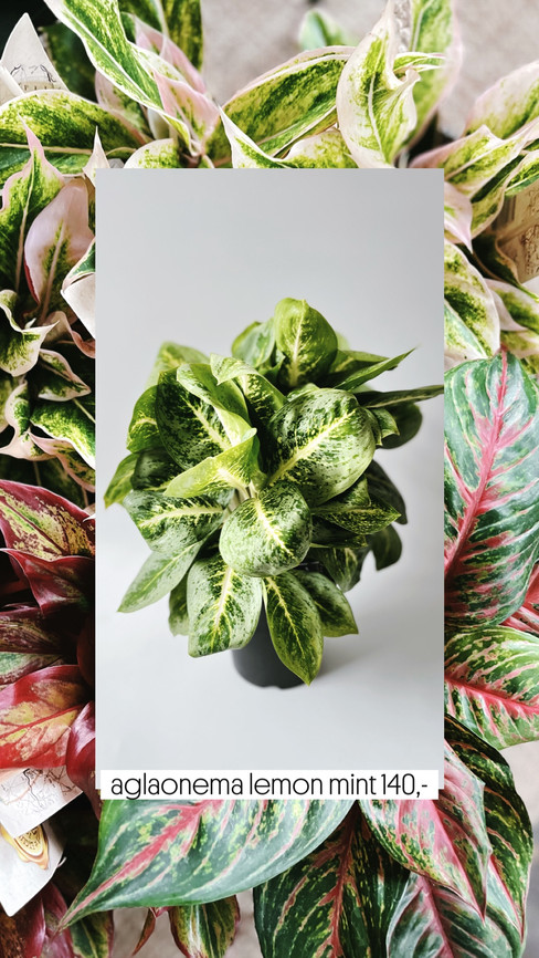 aglaonema lemon mint