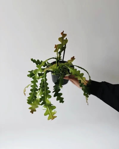epiphyllum-anguliger-kaktus-zygzakowaty-ro-linnik