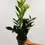 Miniatura: zamioculcas mała sadzonka