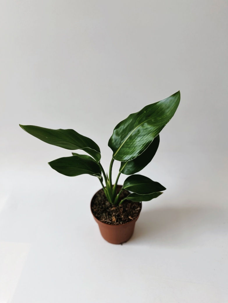 Miniatura: strelicja Reginae królewska rajski ptak