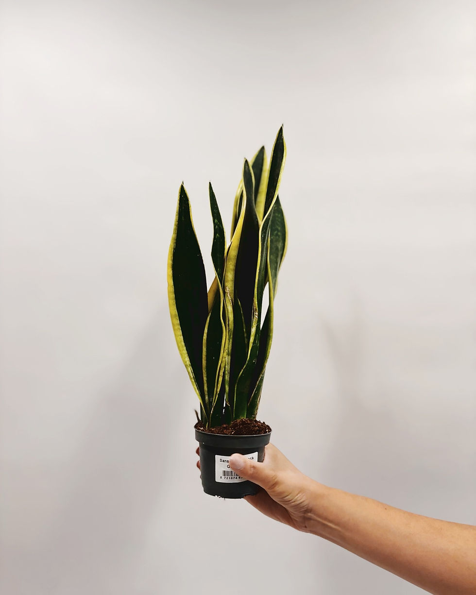 sansevieria black gold