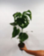 monstera deliciosa średnica doniczki 12 cm
