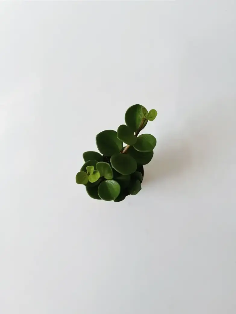 Miniatura: mini peperomia hope roślina domowa 5,5 cm
