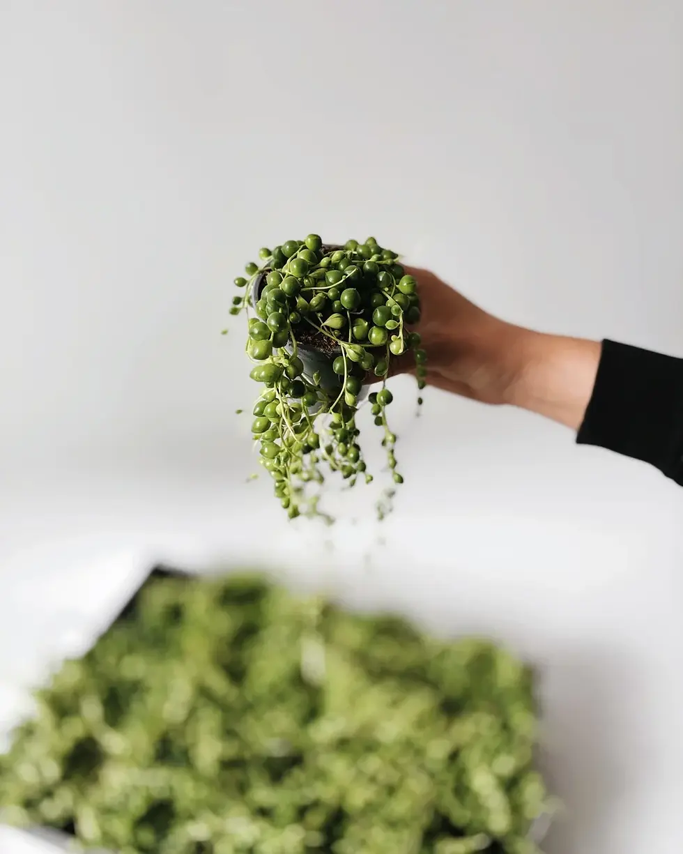 starzec rowleya średnica doniczki 6 cm