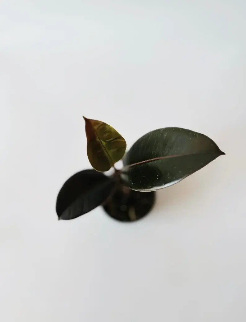 Miniatura: ficus elastica robusta średnica donicy 6 cm