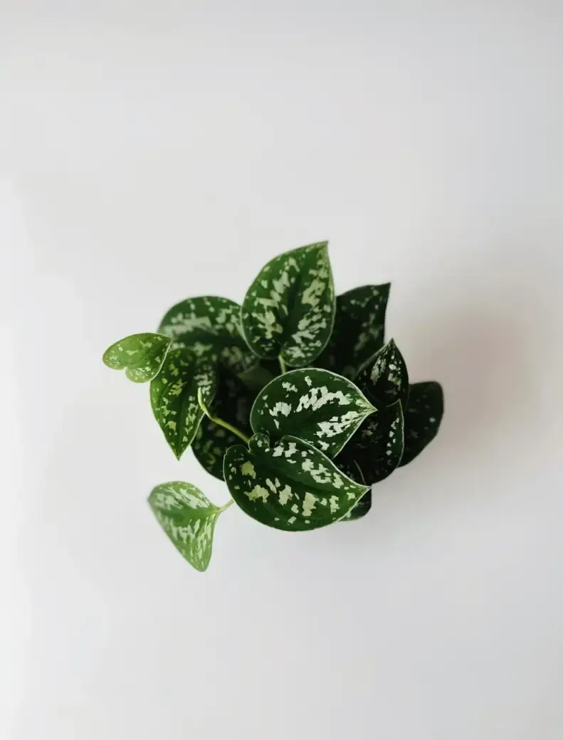 Miniatura: scindapsus pstry pnącze
