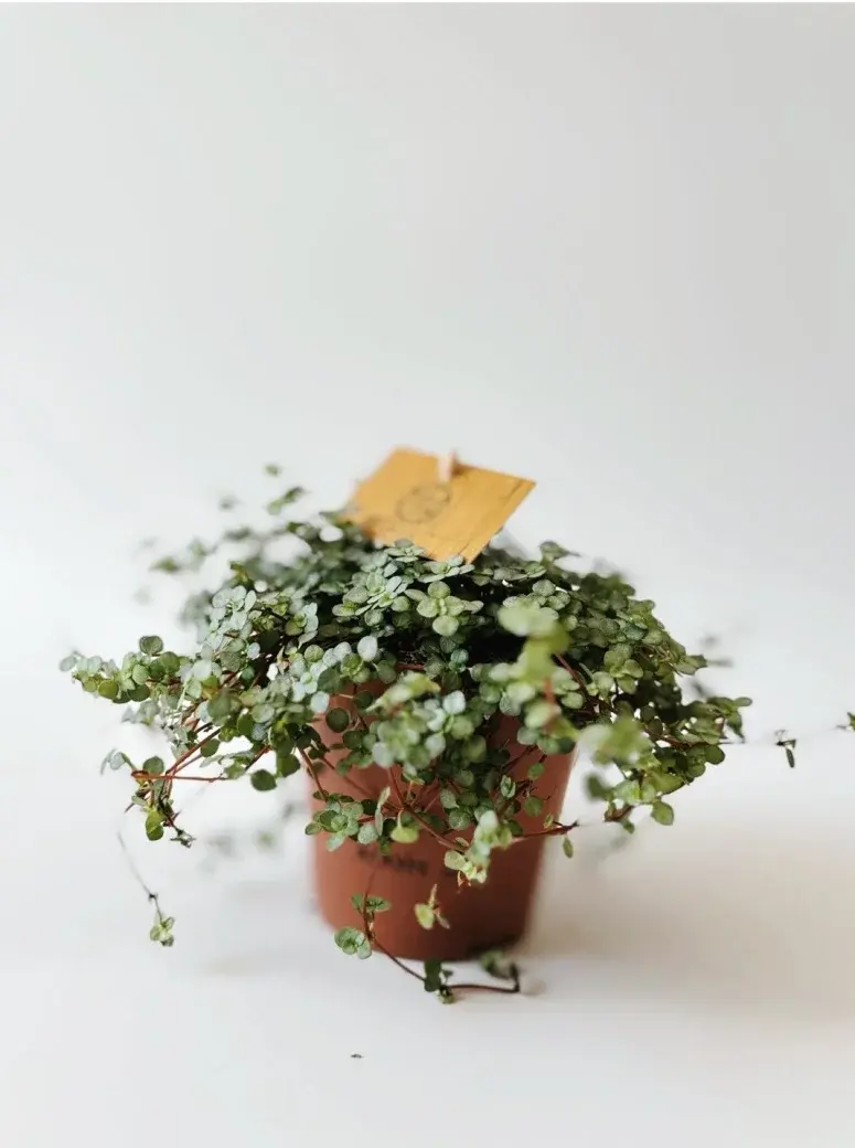 Miniatura: pilea glauca