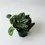 Miniatura: scindapsus pictus
