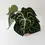 Miniatura: anthurium clarinervium duże