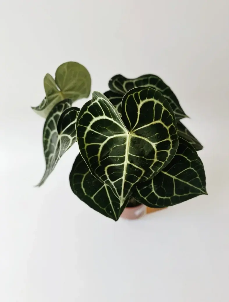 Miniatura: anthurium clarinervium duże