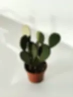 Miniatura: opuncja kaktus