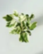 epipremnum pearls and jade