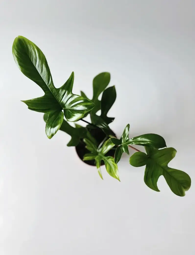 philodendron florida green średnica 12 cm
