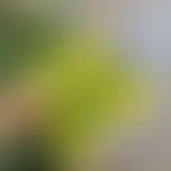 TOP 5 roślin BEZPIECZNYCH dla zwierząt w roślinniku