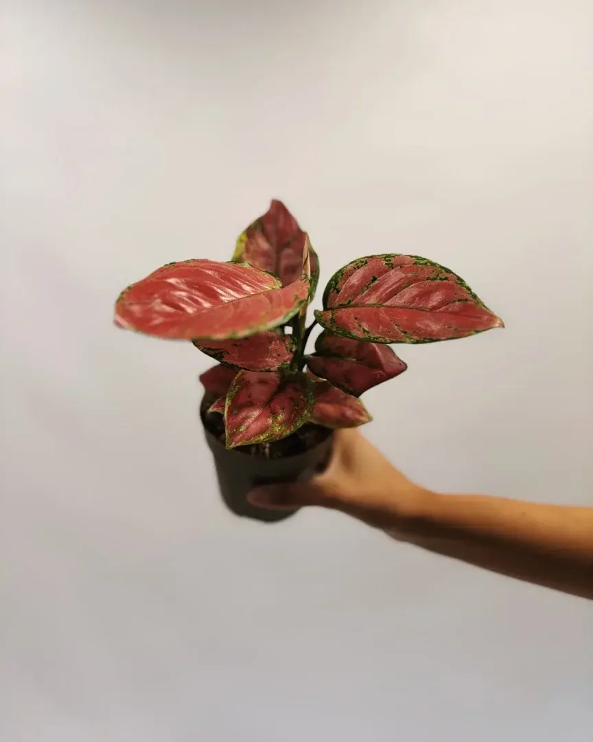 aglaonema cherry baby