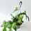 Miniatura: philodendron florida green średnica 21 cm