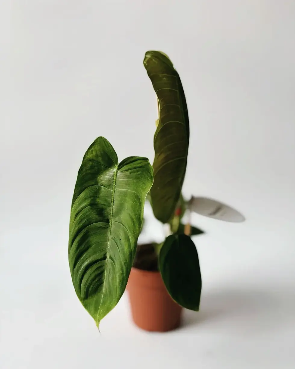 filodendron sharoniae