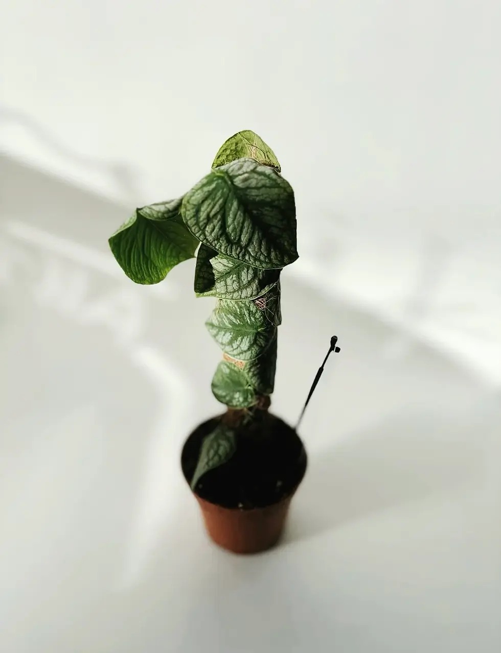 monstera dubia