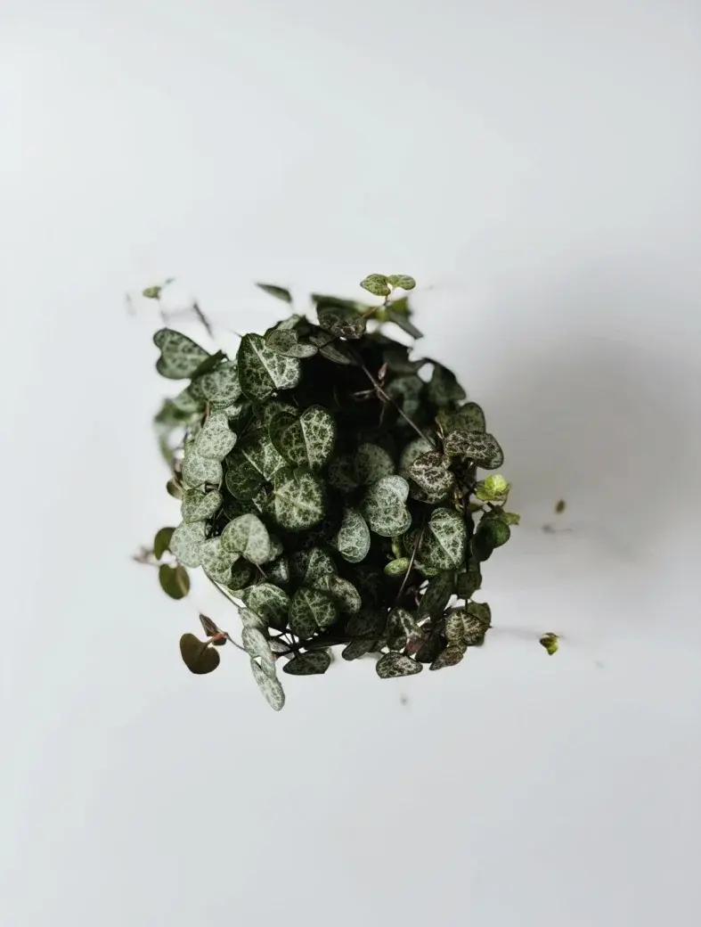 Miniatura: ceropegia woodii średnica 11 cm