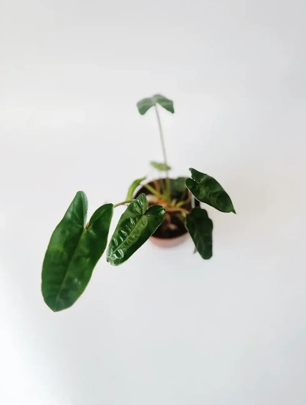 philodendron billietiae