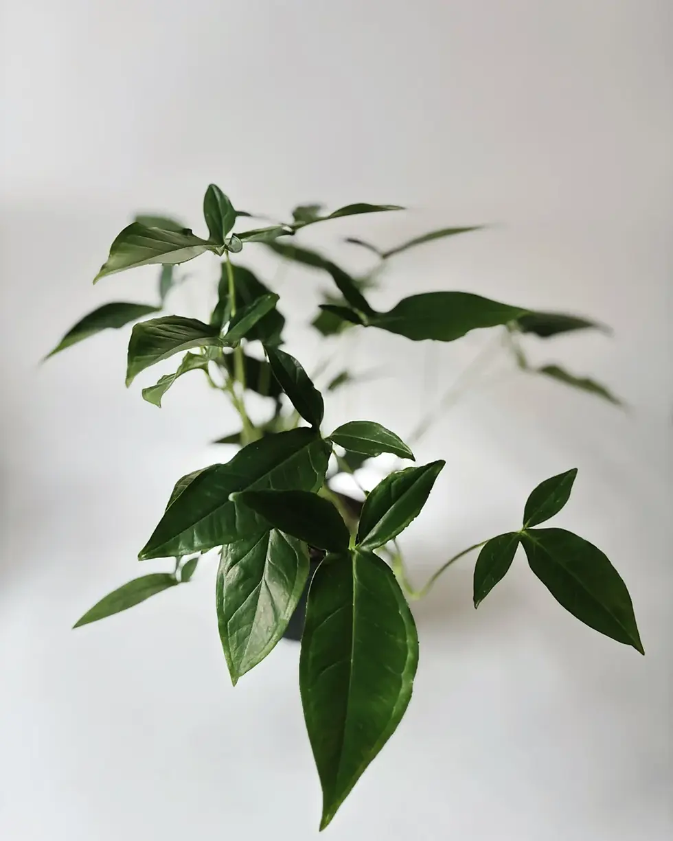 syngonium trileaf wonder
