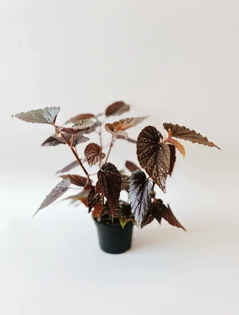 Miniatura: begonia polka dot pink