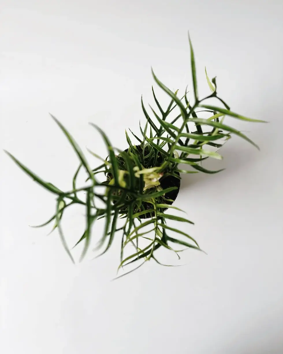 Miniatura: philodendron tortum