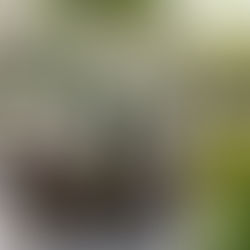 przegląd dostawy roślin i akcesoriów roślinnych 29.05.2024 | jak roślinnik pracuje podczas długiego weekendu