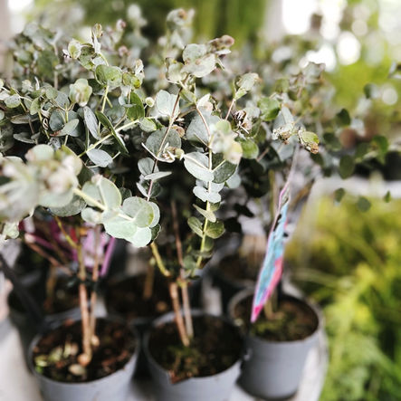 przegląd dostawy roślin i akcesoriów roślinnych 29.05.2024 | jak roślinnik pracuje podczas długiego weekendu