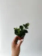 mini peperomia hope 5,5 cm