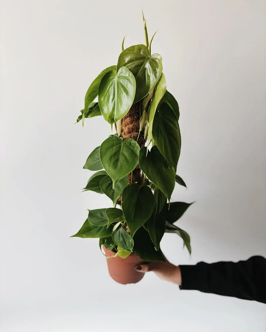 philodendron scandens na paliku