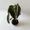 Miniatura: philodendron melanochrysum