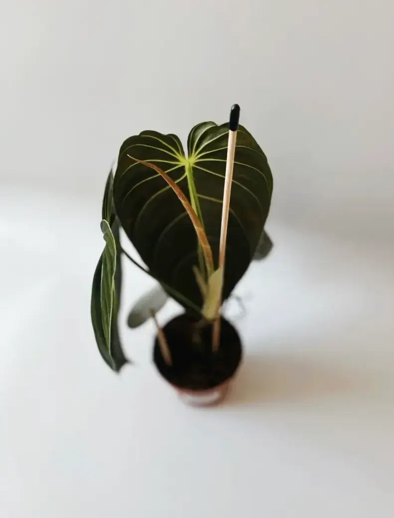 Miniatura: philodendron melanochrysum