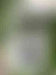 roślina nolina na pniu