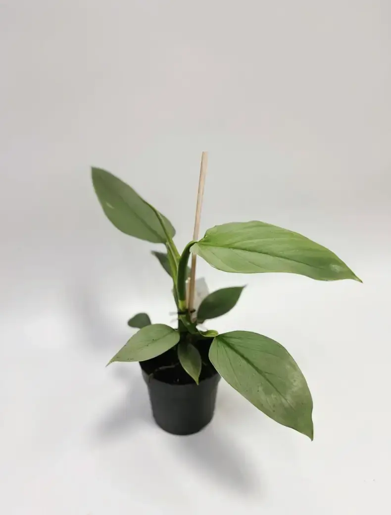 Miniatura: filodendron hastatum srebrzysty 14 cm