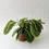 Miniatura: maranta lemon lime