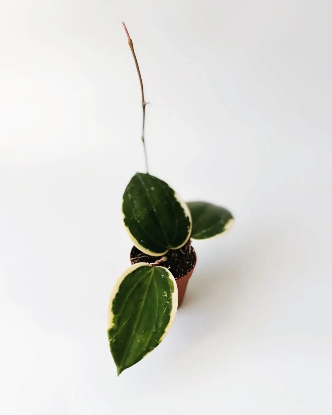 hoya macrophylla variegata