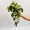 Miniatura: philodendron scandens XL