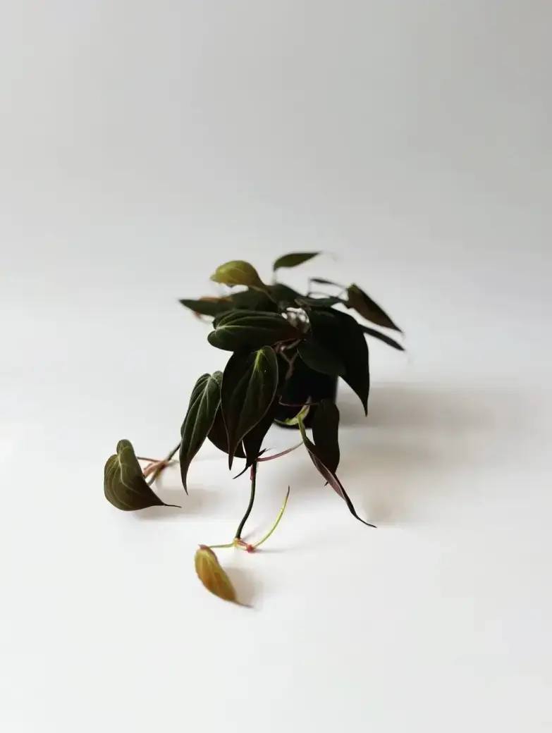 filodendron micans brązowy