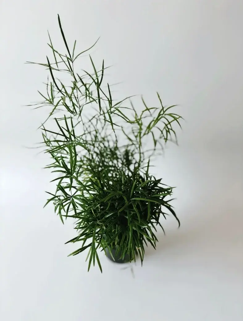 Miniatura: asparagus roślina