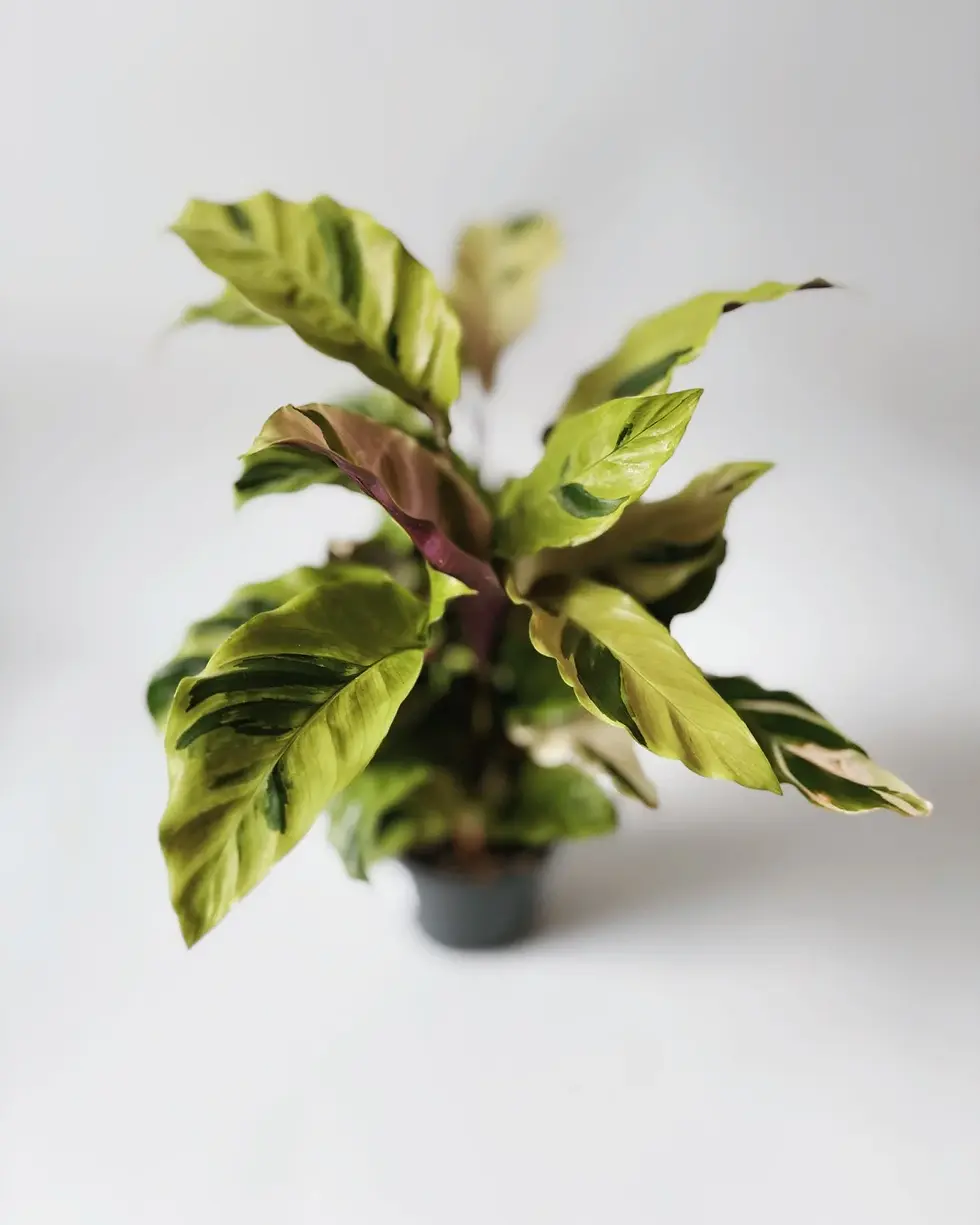 Miniatura: calathea yellow fusion