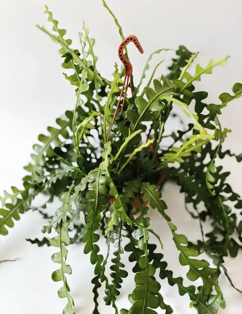 Miniatura: epiphyllum anguliger kaktus średnica 20 cm